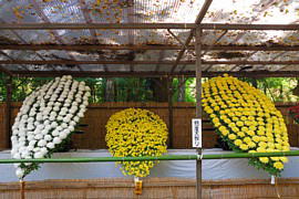 菊祭り(1)